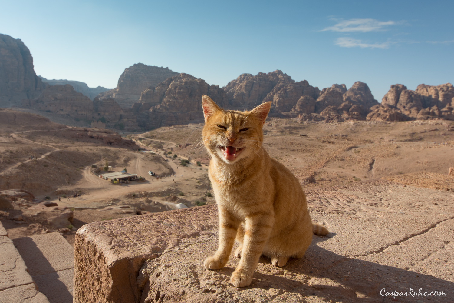 Happy Cat
